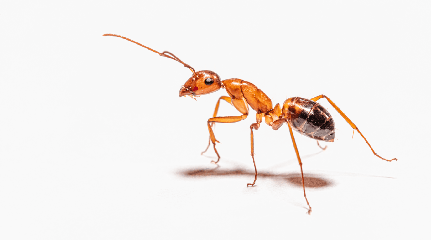 The NYC Ant Invasion Guide: Identifying and Eliminating Common Species - Ants pest control tips for NYC | PestShield NYC blog