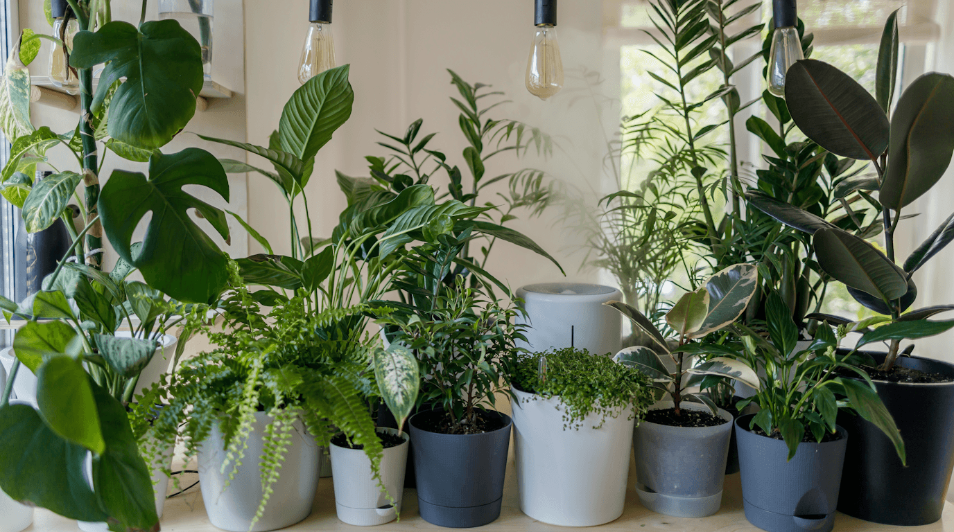 Eco-Friendly Pest Control: Safe Options for NYC Families - Eco-Friendly pest control tips for NYC | PestShield NYC blog