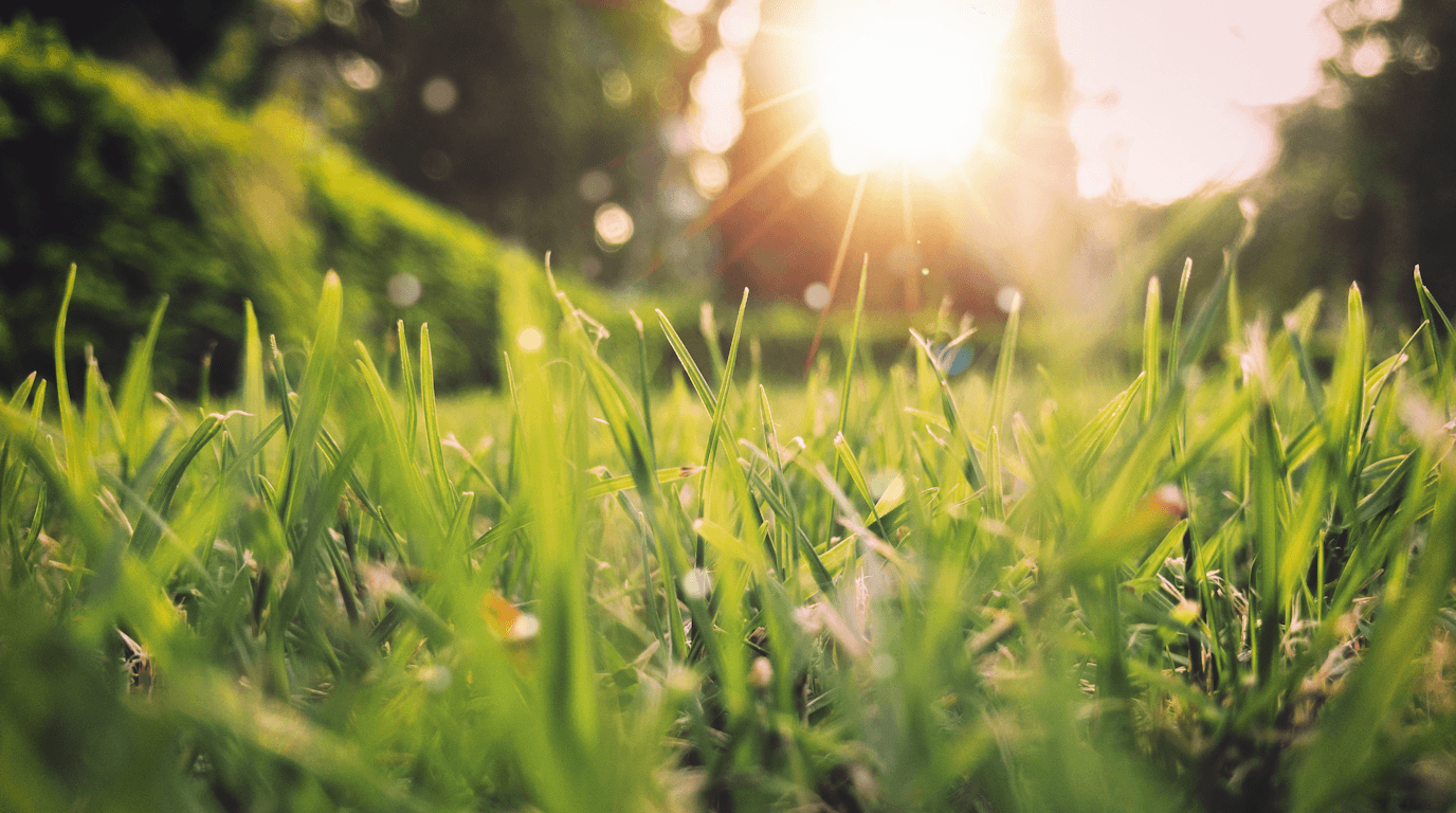 Spring Pest Prevention Checklist for NYC Homeowners - Prevention pest control tips for NYC | PestShield NYC blog